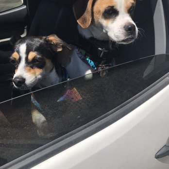 Bark and Bathe Pet Salon - My little girl Rey (left) and my boy Finn (right) - Pet Groomers Near Me - Ventura, California Bark and Bathe Pet Salon - My little girl Rey (left) and my boy Finn (right) - Pet Groomers Near Me - Ventura, California