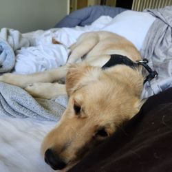 Michelle Jackson Dog Training - RESTING HARD