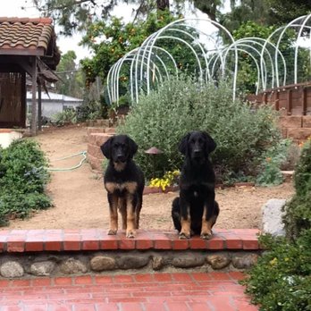 Off Leash K9 Training - Pet Training Near Me - Murrieta, California Off Leash K9 Training - Pet Training Near Me - Murrieta, California
