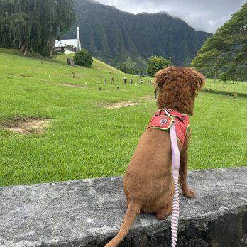 Oahu Veterinary Clinic - Veterinarians Near Me - Honolulu, Hawaii Oahu Veterinary Clinic - Veterinarians Near Me - Honolulu, Hawaii