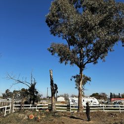 Stumpy Tree Care - Two trees became one.