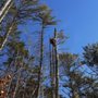 C&E Landscaping and Tree Service