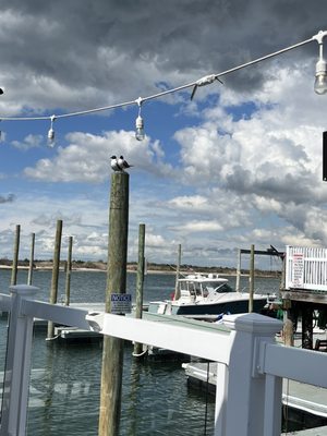 The Buoy Bar by null