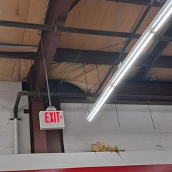 Tractor Supply - Urine infested ceiling with insulation torn out by rats.