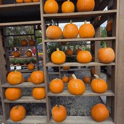 Creekside Farm - Pumpkins!