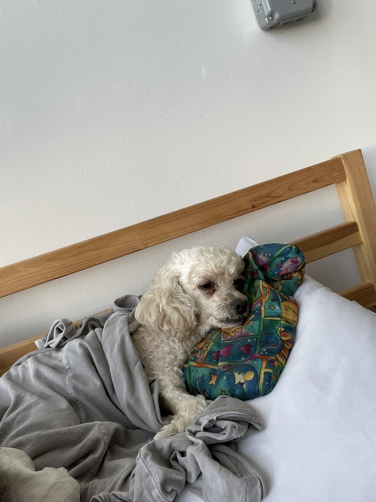 VINEGAR HILL VETERINARY GROUP Updated August 2024 37 Photos & 147