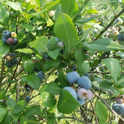 BLUEBERRY LANE FARMS - Updated January 2025 - 10 Photos - 13240