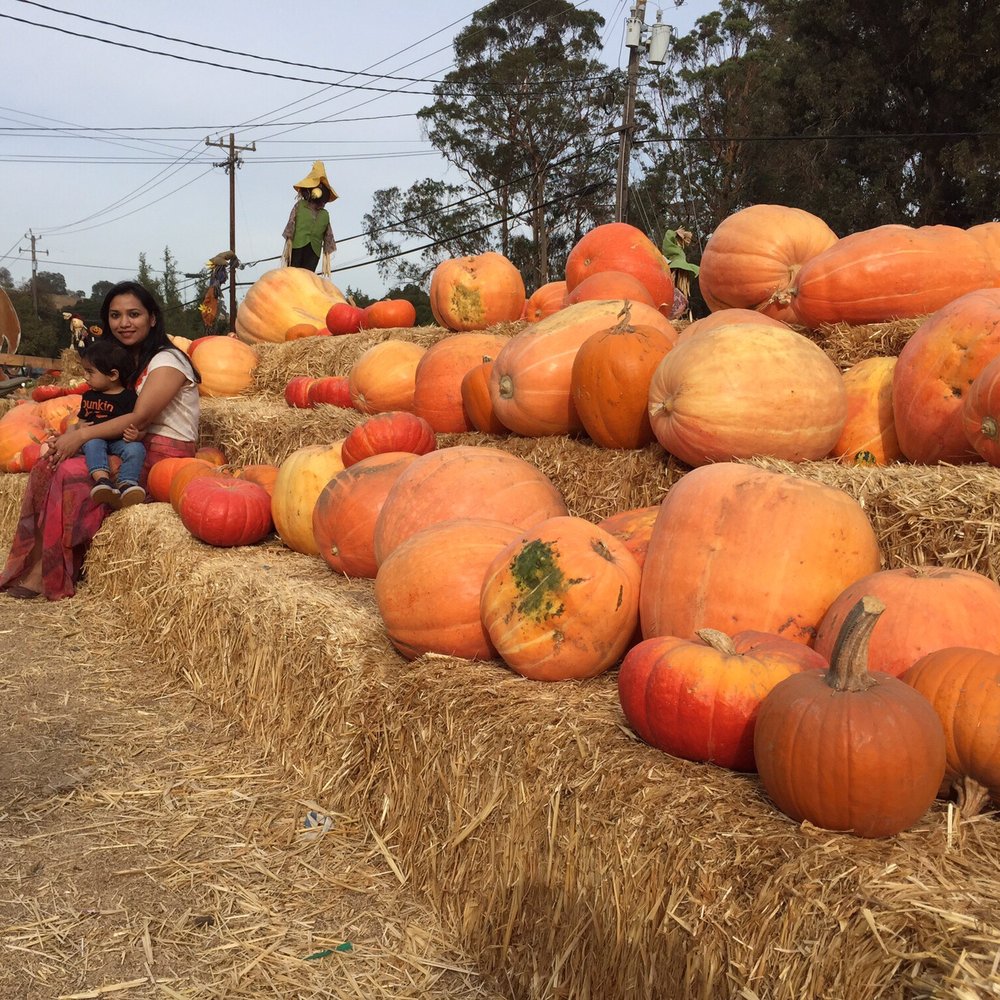 Webb Ranch - Pumpkins - Horse Boarding Near Me - Portola Valley, California Webb Ranch - Pumpkins - Horse Boarding Near Me - Portola Valley, California