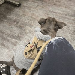 Titan Veterinary Services - Godzilla waiting for his new friends.