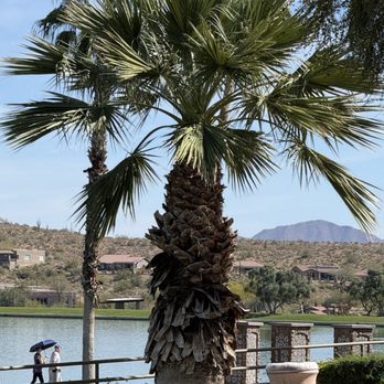 Fountain View Coffee - Fountain Lake - Coffee & Tea Near Me - Fountain Hills, Arizona Fountain View Coffee - Fountain Lake - Coffee & Tea Near Me - Fountain Hills, Arizona