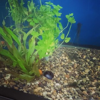 2nd City Cichlids - Local Fish Stores Near Me - Chicago, Illinois 2nd City Cichlids - Local Fish Stores Near Me - Chicago, Illinois