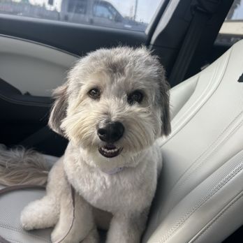 Sandy Tails Pet Spa - Pet Groomers Near Me - Costa Mesa, California