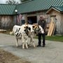 Photo of Windsor Fair