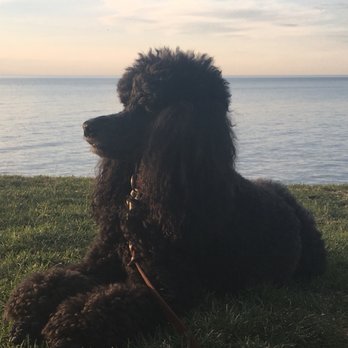 Cindy Bourland-Ernst Desjardins Insurance Agent - My dog Fergie - Insurance Near Me - Kitchener, Ontario Cindy Bourland-Ernst Desjardins Insurance Agent - My dog Fergie - Insurance Near Me - Kitchener, Ontario