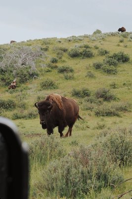 Backcountry Safaris by null