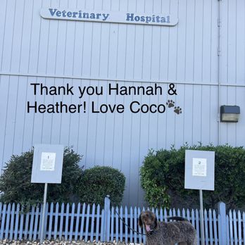 Angels Camp Veterinary Hospital - Best Wellness care at Angels Camp Veterinary Hospital‼ Hannah & Heather soothed my anxiety‼ - Veterinarians Near Me - Angels Camp, California Angels Camp Veterinary Hospital - Best Wellness care at Angels Camp Veterinary Hospital‼ Hannah & Heather soothed my anxiety‼ - Veterinarians Near Me - Angels Camp, California