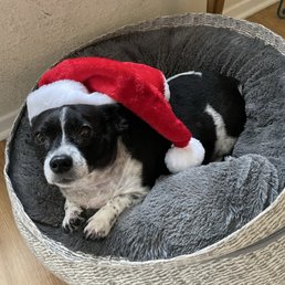 Mijo relaxed and festive after a spa day!