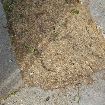 Think Green Tree Care - Tree Services Near Me - Beverly Hills, California Think Green Tree Care - Tree Services Near Me - Beverly Hills, California
