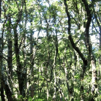 Butano State Park - Parks Near Me - Pescadero, California