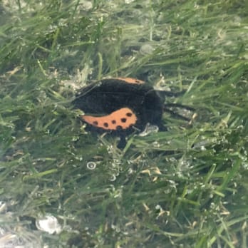 Vital Root - Bug in tabletop - Vegetarian Near Me - Denver, Colorado