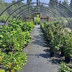 The Plantsmen - Shaded shrubs