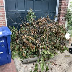 JM Junk Removal Services - More limbs