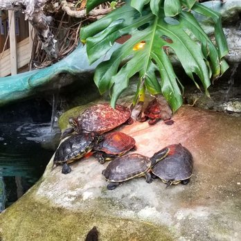Florida Keys Aquarium Encounters - Cute turtles, funny to watch - Aquariums Near Me - Marathon, Florida Florida Keys Aquarium Encounters - Cute turtles, funny to watch - Aquariums Near Me - Marathon, Florida