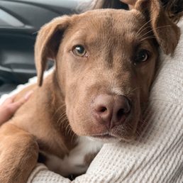 Jax on his gotcha day Jax on his gotcha day