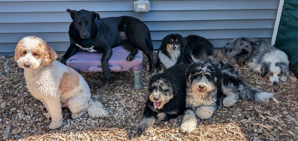 Hearth & Hound by null