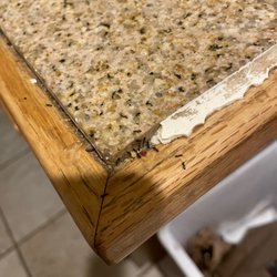 Village Lodge - Ants on counter