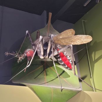 Disease Vector Education Center - Mosquito - Children's Museums Near Me - St. Augustine, Florida