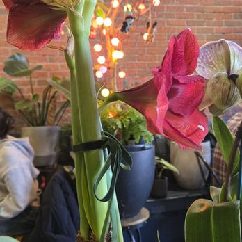 Kunst Coffee Haus - Coffee & Tea Near Me - Bayside, New York
