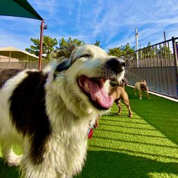 Bella at Day Camp