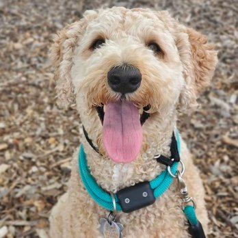 K9 Master Dog Training - Pet Training Near Me K9 Master Dog Training - Pet Training Near Me