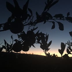 Orange grove.