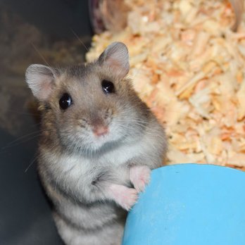 Affordable Pest Control - Mice - Pest Control Near Me - Indianapolis, Indiana Affordable Pest Control - Mice - Pest Control Near Me - Indianapolis, Indiana