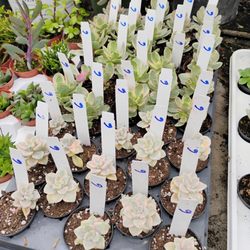 Les Serres Leblanc - Succulents only $6.