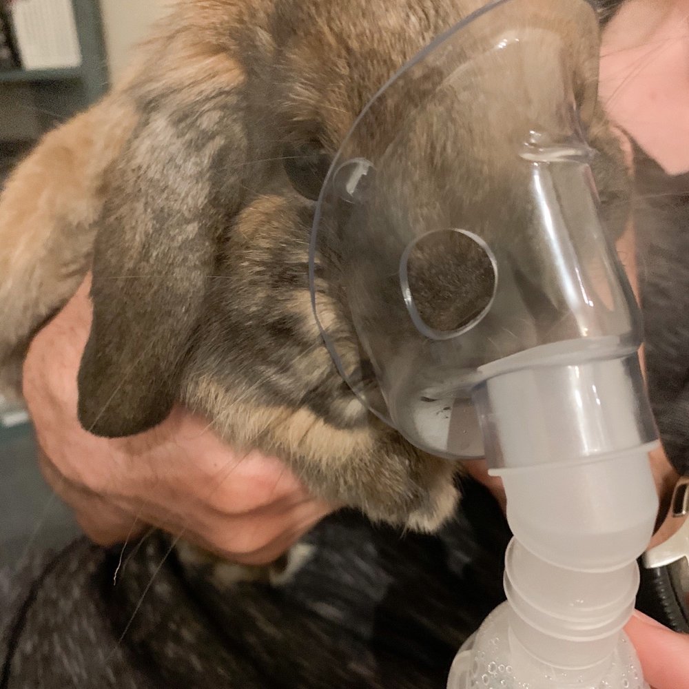 Red Mountain Pharmacy - Mr Binks getting his nebulized treatment - Drugstores Near Me - Mesa, Arizona Red Mountain Pharmacy - Mr Binks getting his nebulized treatment - Drugstores Near Me - Mesa, Arizona