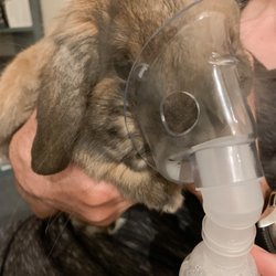Red Mountain Pharmacy - Mr Binks getting his nebulized treatment