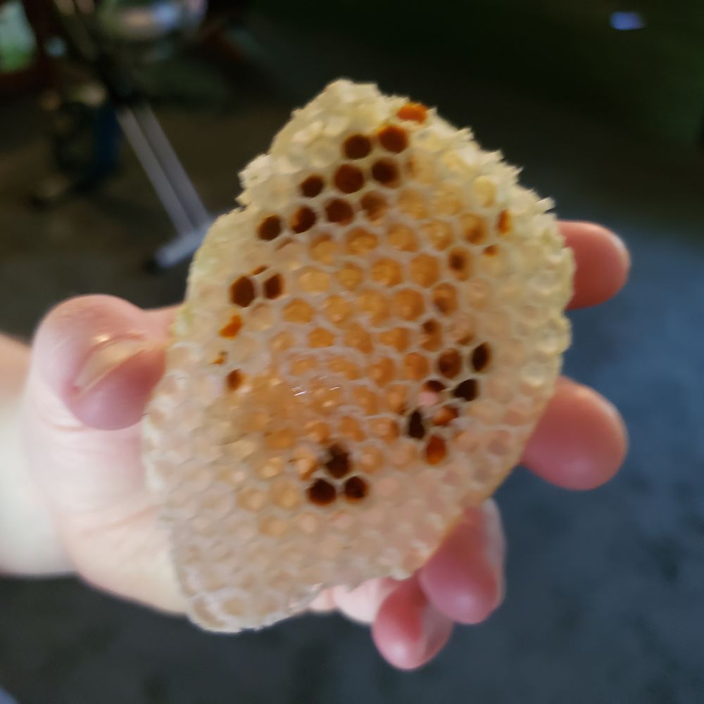 Honey Bee Rescue - Pest Control Near Me Honey Bee Rescue - Pest Control Near Me