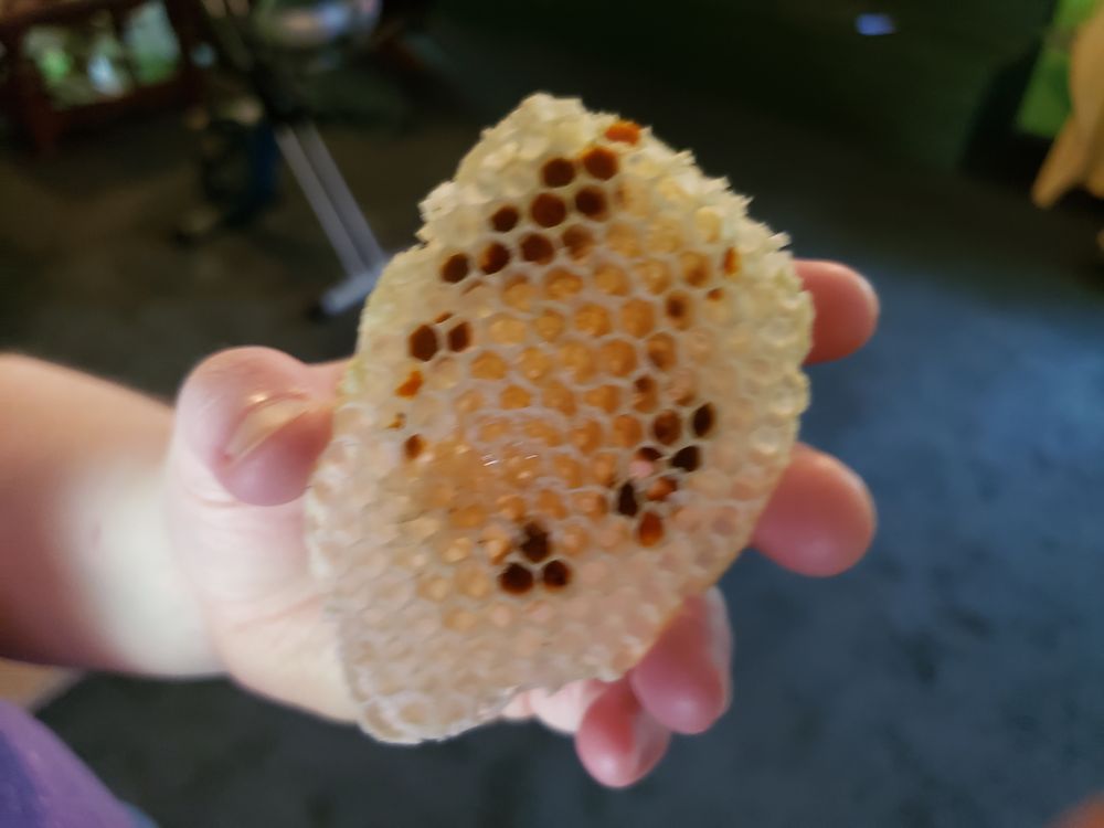 HONEY BEE RESCUE Updated June 2024 21 Photos Fort Worth, Texas