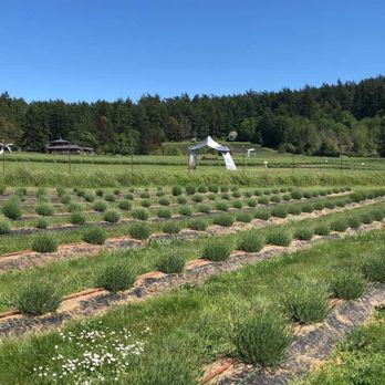 Pelindaba Lavender - Gift Shops Near Me - Friday Harbor, Washington