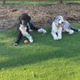 Lone Pine Dogs Daycare