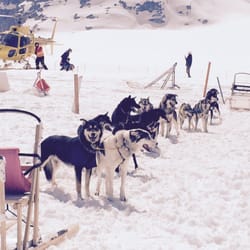 Blue Kennels Dog Sledding - Helicopter landing and the dogs we took.