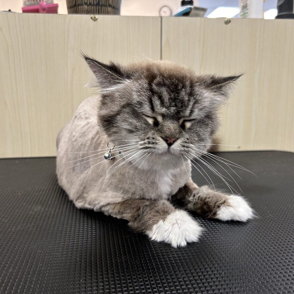Pet Beloved - Pet Groomers Near Me - San Diego, California Pet Beloved - Pet Groomers Near Me - San Diego, California