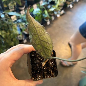 Plants On Broadway - Hoya - Nurseries & Gardening Near Me - Portland, Oregon Plants On Broadway - Hoya - Nurseries & Gardening Near Me - Portland, Oregon