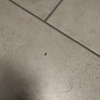 7-Eleven - Another pillbug - Convenience Stores Near Me - Rialto, California 7-Eleven - Another pillbug - Convenience Stores Near Me - Rialto, California
