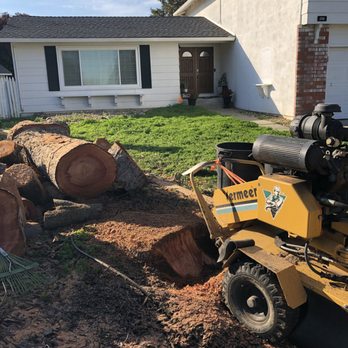 Blue Oak Tree Service - Stump grinding - Tree Services Near Me