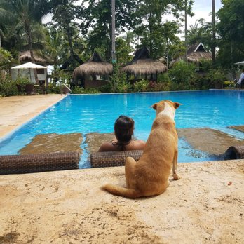 Daluyon Resort - Emily is the resort dog and the sweetest dog possible! All visitors at the resort loved her and she loves you! - Hotels Near Me - Puerto Princesa, PLW