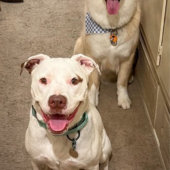 Molly Grooms Dogs - Pet Groomers Near Me - Orange, California Molly Grooms Dogs - Pet Groomers Near Me - Orange, California